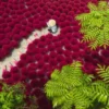 A Sea of Red Puzzel (500 stukjes)