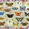 Beautiful Butterflies Puzzel (1000 stukjes)
