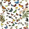 Butterflies Puzzel (1000 stukjes)