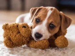 Cuddly Buddies puzzel (500 stukjes)