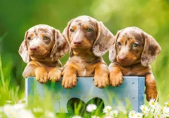 Cute Dachshunds Puzzel (500 stukjes)