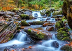 Forest Stream in Autumn Puzzel (1000 stukjes)