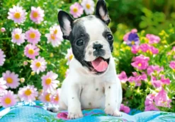 French Bulldog Puppy Puzzel (500 stukjes)