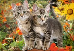 Kitten Buddies Puzzel (1500 stukjes)