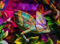 Kleurrijke Kameleon Puzzel (500 stukjes)