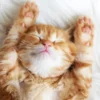 Little Dreamer puzzel (500 stukjes)