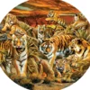 Lori Schory Tigers Galore Puzzel (500 XXL stukjes)