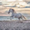 Paard op het Strand Puzzel (500 stukjes)