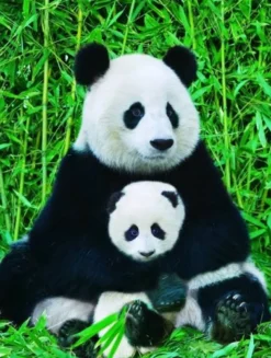 Panda & Baby Puzzel (1000 stukjes)