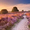 Pink Pathway Puzzel (1000 stukjes)