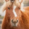 Pony and Cat Puzzel (500 stukjes)