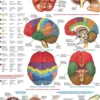 The Brain Puzzel (1000 stukjes)