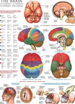 The Brain Puzzel (1000 stukjes)