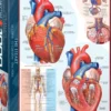 The Heart Puzzel (1000 stukjes)