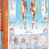 The Human Body Puzzel (1000 stukjes)