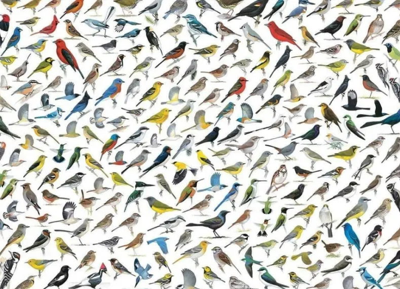 The World of Birds Puzzel (1000 stukjes)