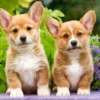 Welsh Corgi Puppies Puzzel (1000 stukjes)