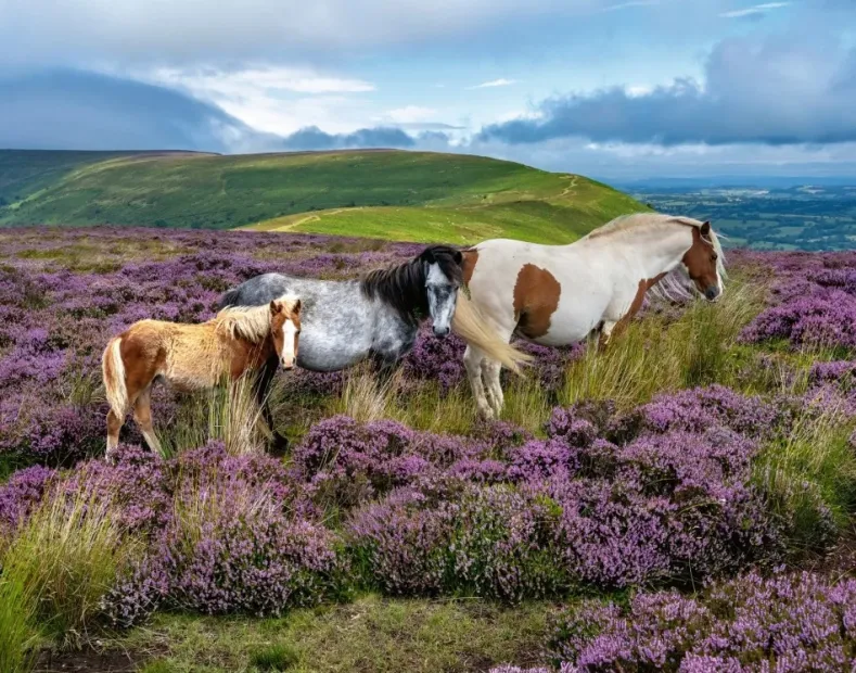 Wild Horses in the Heather Puzzel (2000 stukjes)